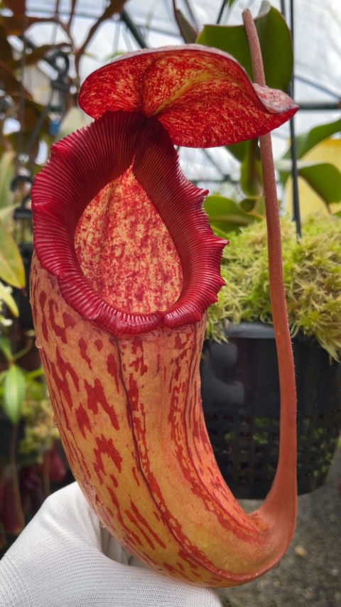 N. sibuyanensis x klossii