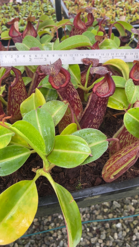 N. maxima x ‘trusmadiensis’ - selected clones