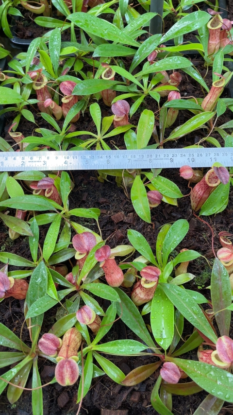 N. eustachya x tenuis - assorted clones