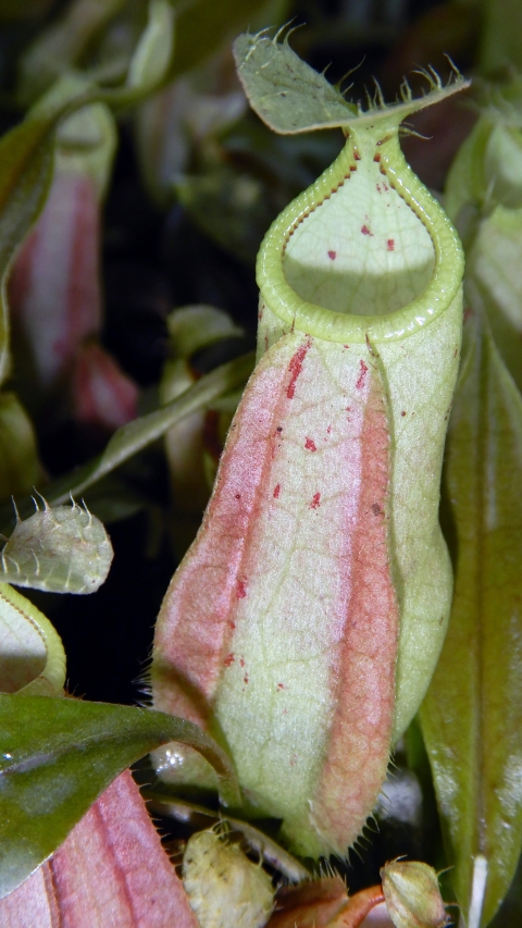 N. rafflesiana - Brunei light speckled - selected clone