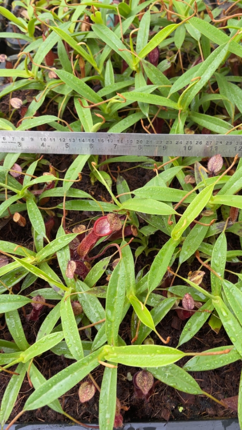 N. (singalana x diabolica) x hamata - assorted clones