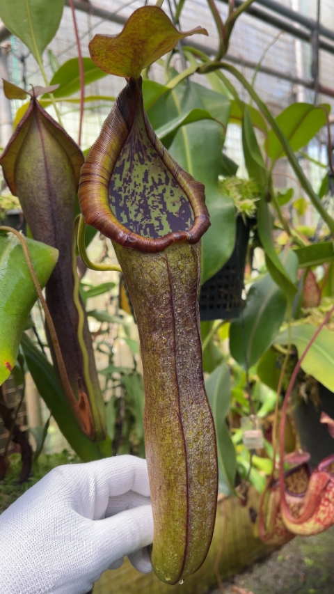 N. ramispina x robcantleyi – best two selected clones