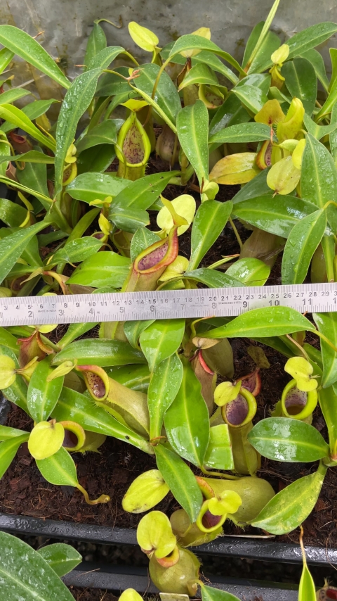 N. spathulata x tobaica – yellow-green