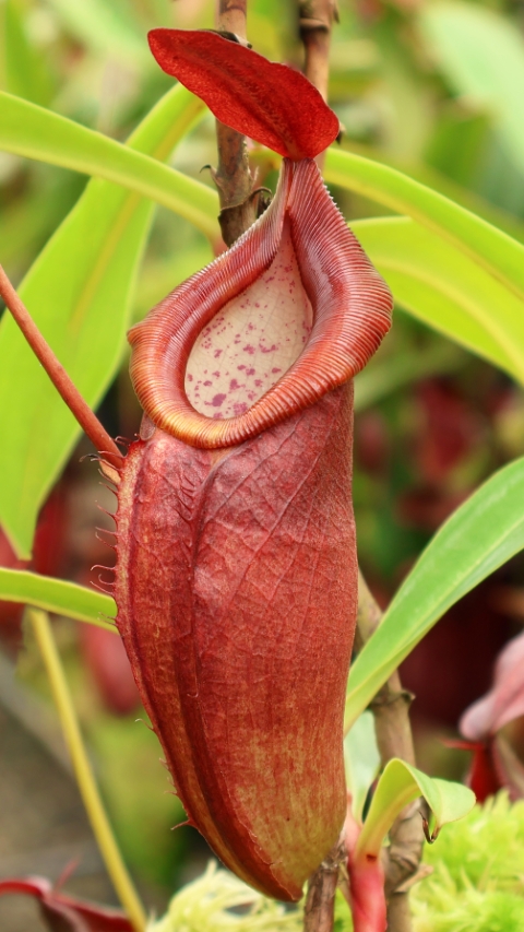 N. spathulata x dubia – assorted clones