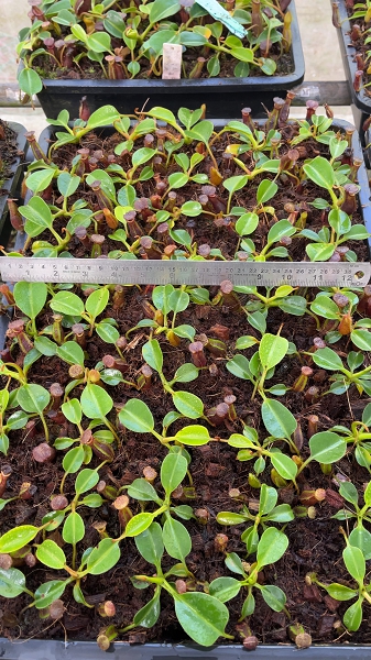 N. x 'trusmadiensis' x robcantleyi - clone #4