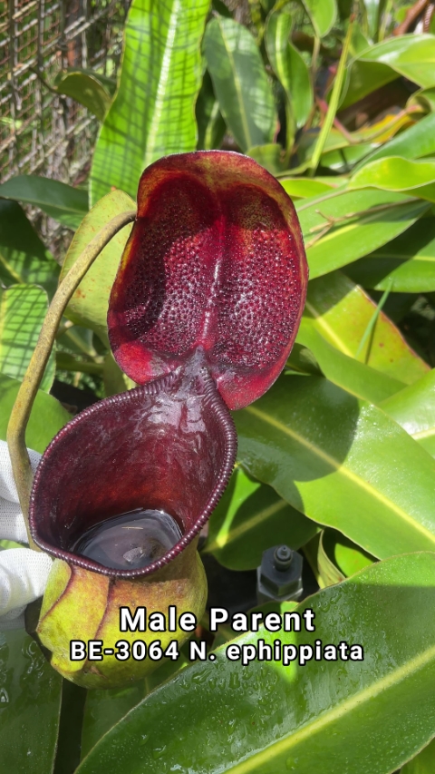 N. peltata x ephippiata - assorted clones