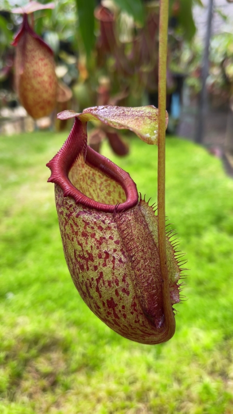 N. rajah x gymnamphora – assorted clones