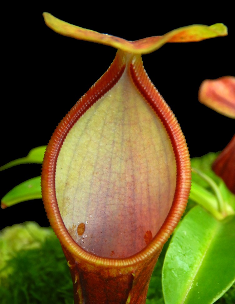 N. singalana x reinwardtiana – assorted clones