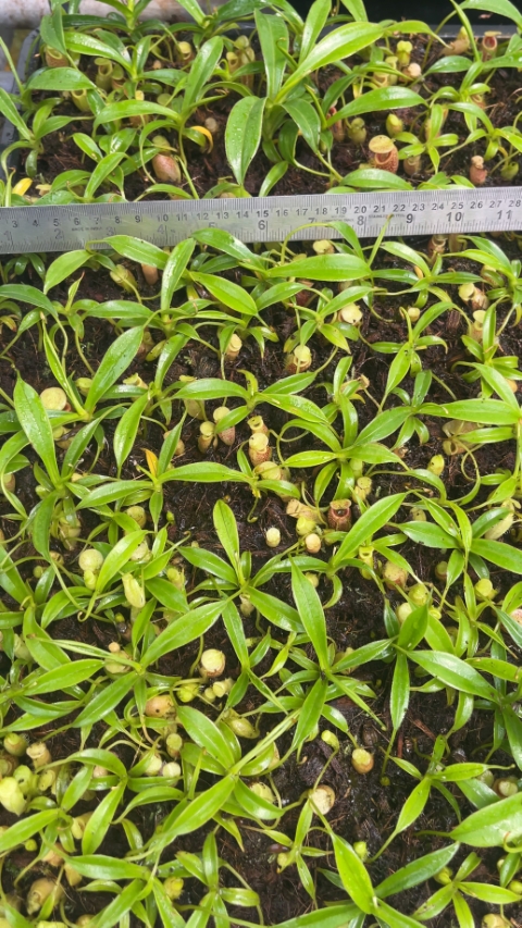N. talangensis – assorted clones