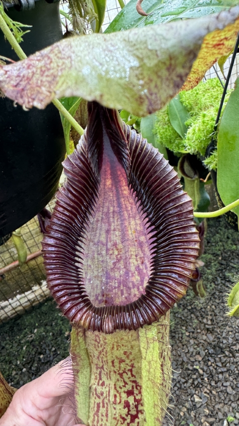 N. robcantleyi x hamata - assorted clones