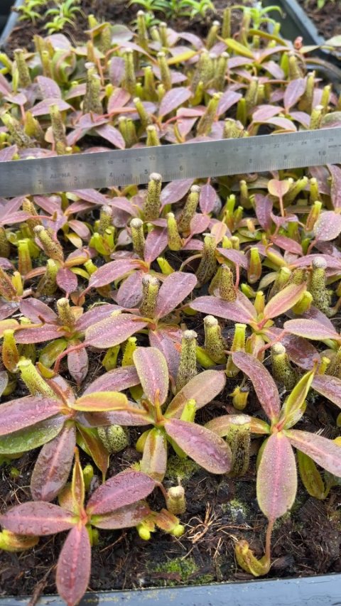 N. vogelii – selected clone