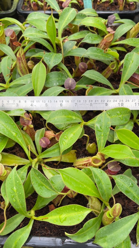 N. talangensis x zakriana