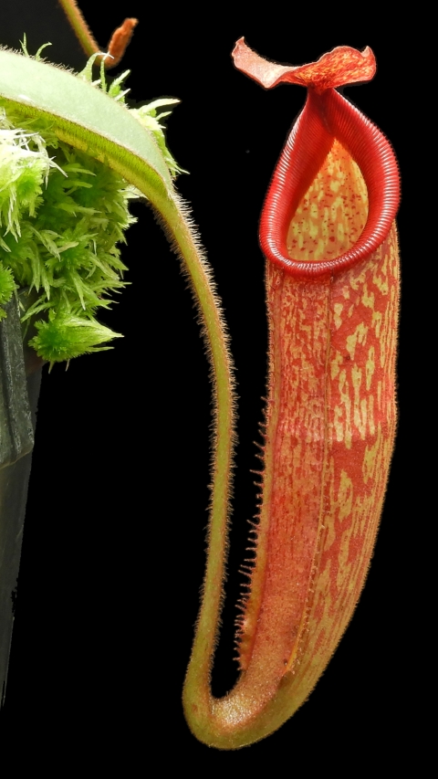 N. (veitchii x mira) x klossii - assorted clones