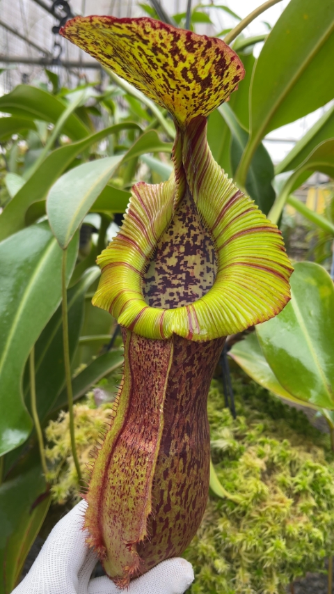 N. spathulata x (burbidgeae x edwardsiana)