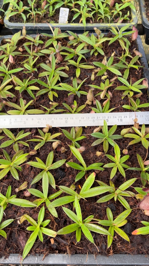 N. tentaculata – selected clone