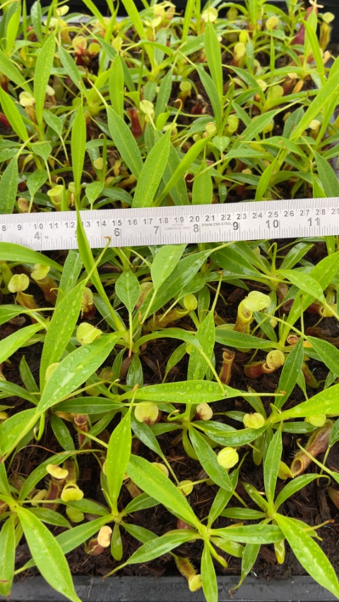 N. singalana - Belirang - best selected clone