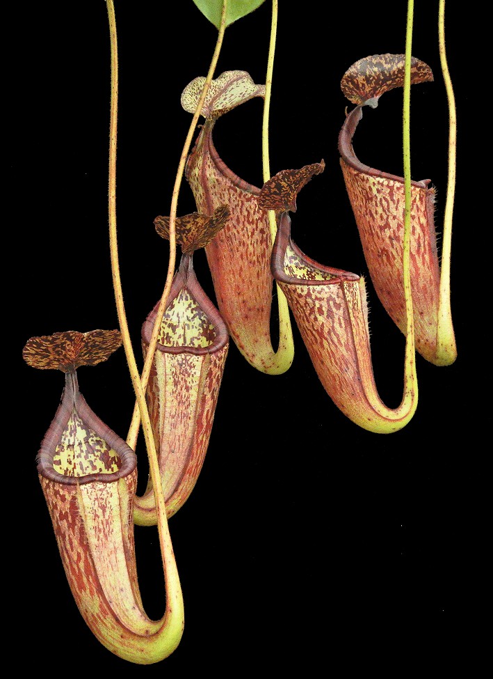 N. burbidgeae x glandulifera - best selected clone