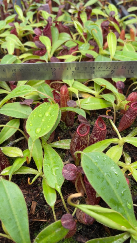 N. talangensis x glandulifera – selected clone