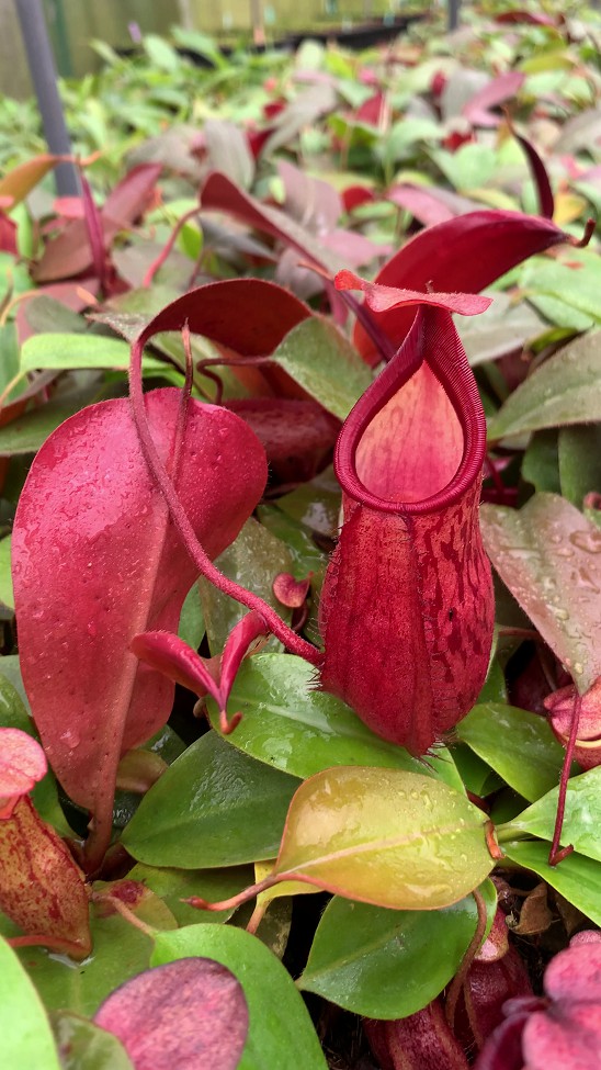 N. mira x peltata – assorted clones