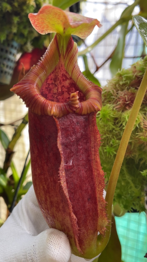 N. maxima x ‘trusmadiensis’ - selected clones