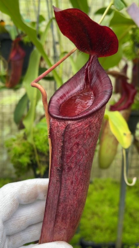 N. (aristolochioides x spectabilis) x lowii – assorted clones