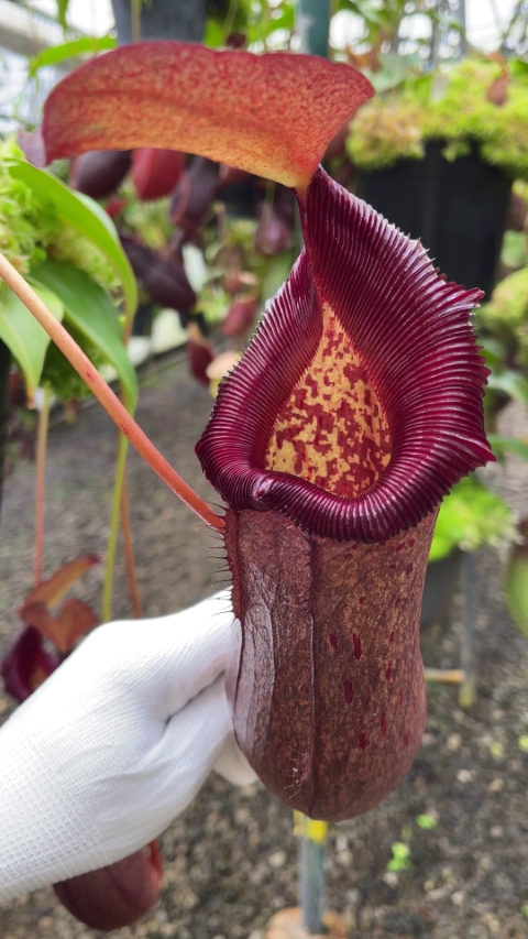 N. (ventricosa x sibuyanensis) x robcantleyi – assorted clones