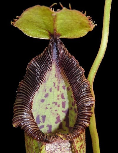N. hamata x robcantleyi – assorted clones