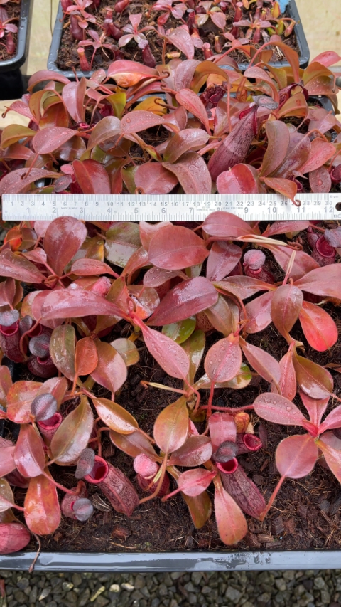 N. (veitchii x lowii) x spectabilis – assorted clones