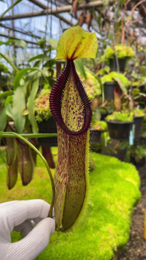 N. singalana x hamata - assorted clones