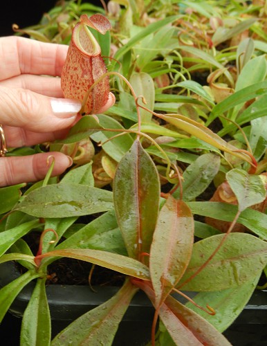 N. gymnamphora x tenuis - seed grown