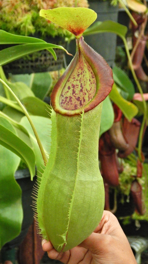 N. spathulata x tobaica – yellow-green