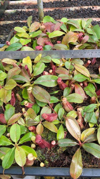 N. rajah x veitchii 'Gold Rush' – assorted clones