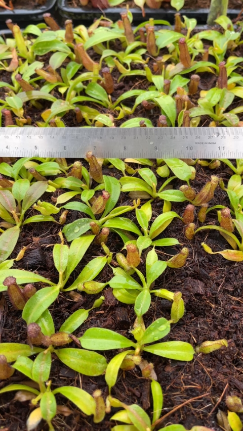 N. klossii x robcantleyi – assorted clones