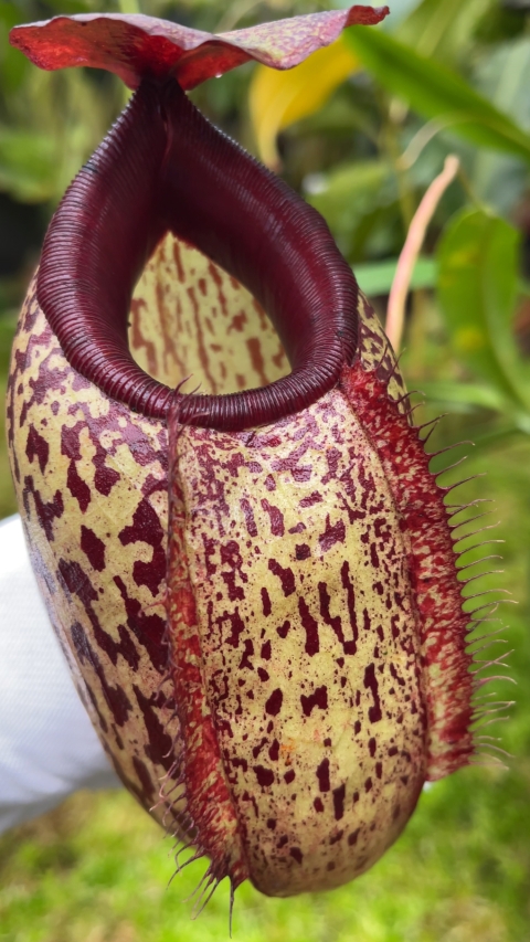 N. merrilliana x aristolochioides – best selected clones