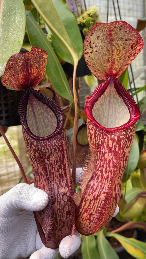 N. hamata x klossii