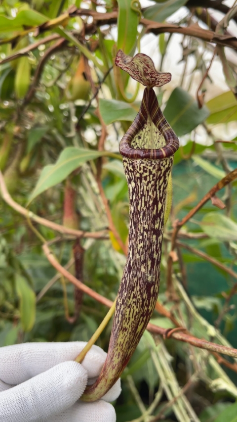 N. vogelii – selected clone