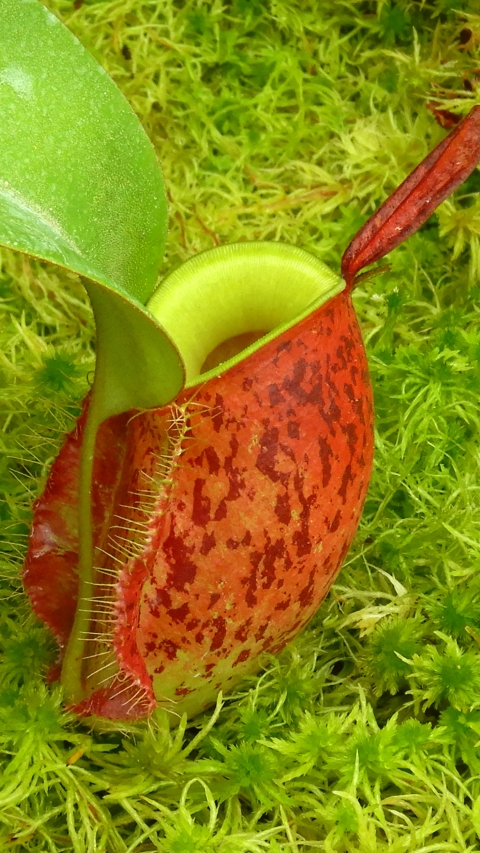 N. ampullaria 'Lime Twist'