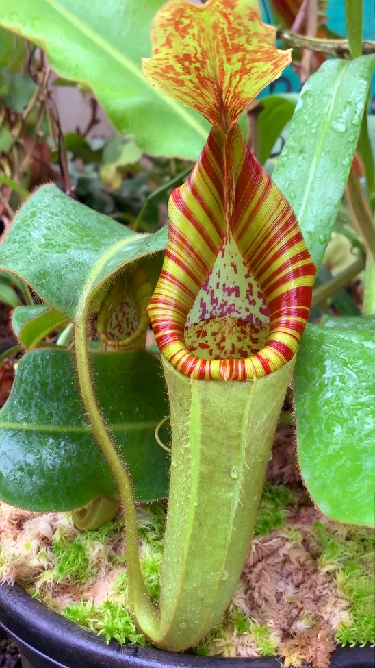 N. chaniana x veitchii - best selected clone