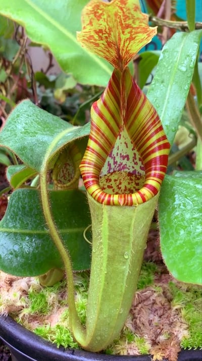 N. chaniana x veitchii - best selected clone