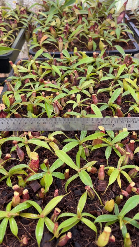 N. ovata – selected clone