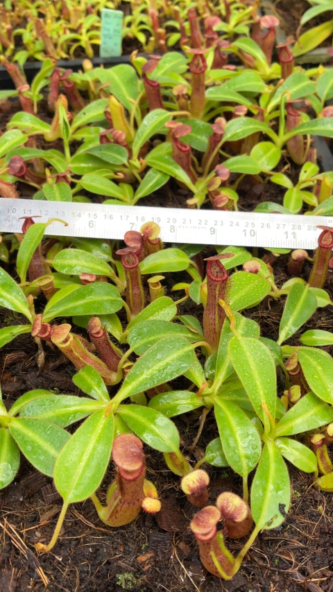 N. glandulifera x edwardsiana - selected clones