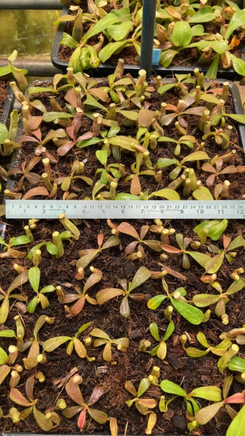 N. veitchii - intermediate - assorted clones