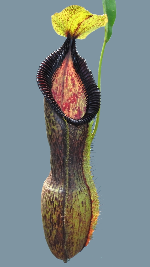 N. singalana x hamata - assorted clones