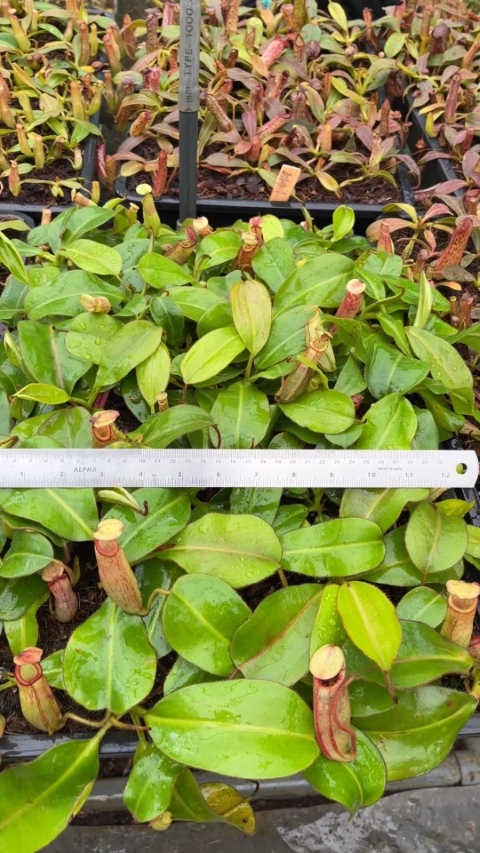 N. rajah x (chaniana x veitchii)