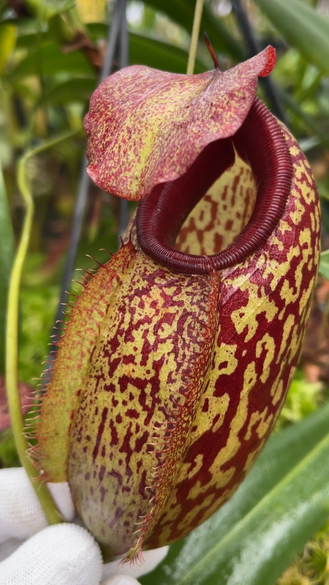 N. merrilliana x aristolochioides – best selected clones