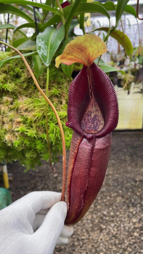 N. singalana x ovata – assorted clones