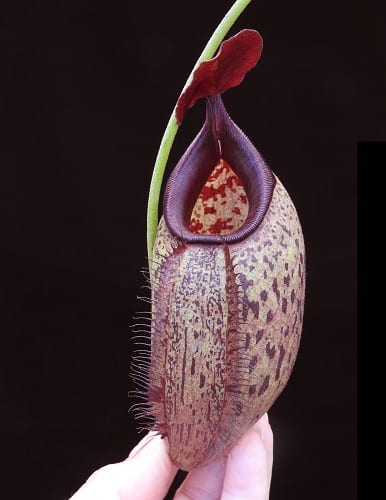 N. robcantleyi x aristolochioides – assorted clones