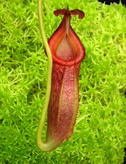 N. (veitchii x mira) x (burbidgeae x edwardsiana) - assorted clones