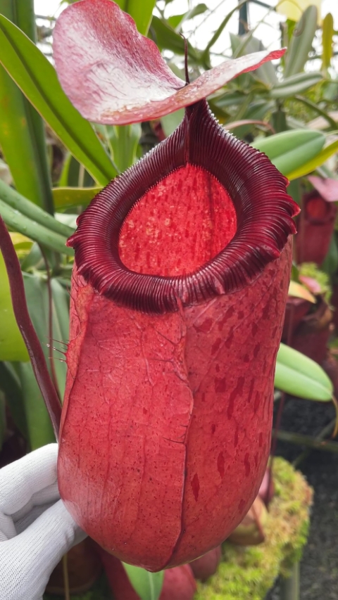 N. sibuyanensis x merrilliana – selected clones