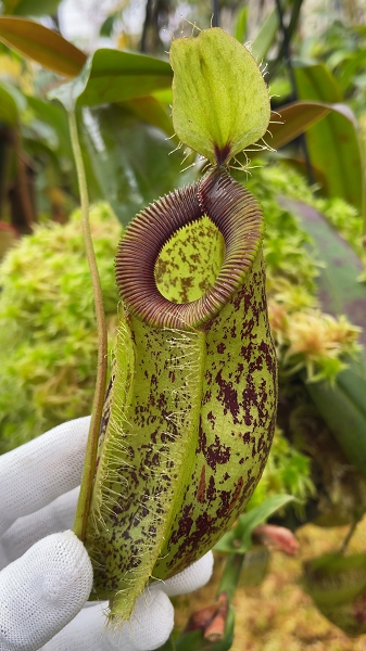 N. ampullaria x hamata – selected speckled clone